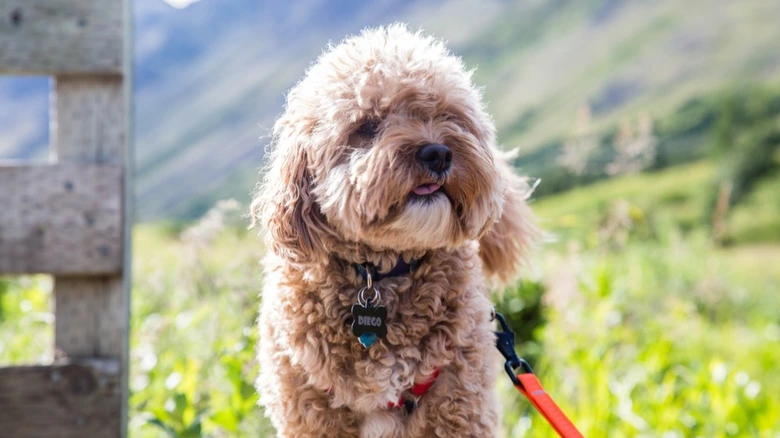 Cavapoo pes venku na vodítku v trávníkové krajině.