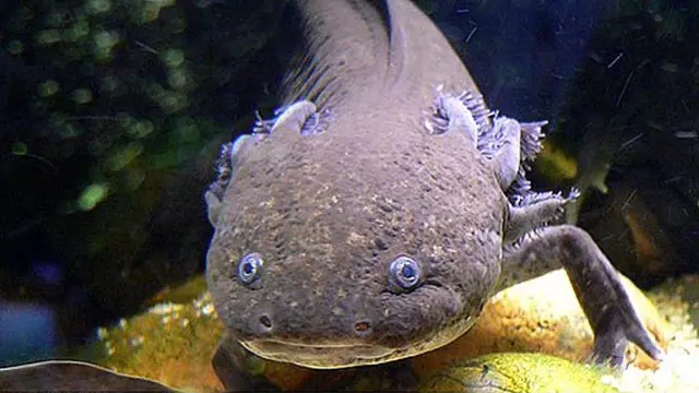 Axolotl s vnějšími žábry v akváriu na tmavém pozadí.