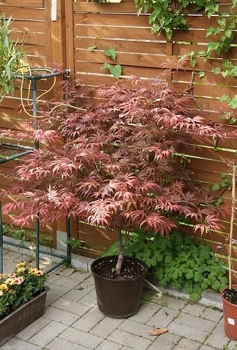 Japonský javor v květináči na zahradní terase.