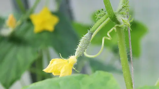Cucumber plant with flower and fruit