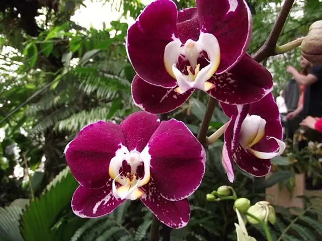 Tři fialové orchideje phalaenopsis v plném květu na zeleném pozadí.