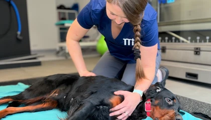 Veterinářka vyšetřuje psa v ordinaci.