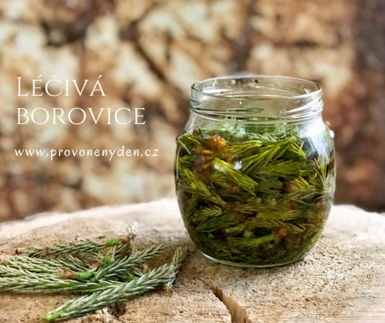 Sklenice s čerstvými borovicovými výhonky na dřevě.