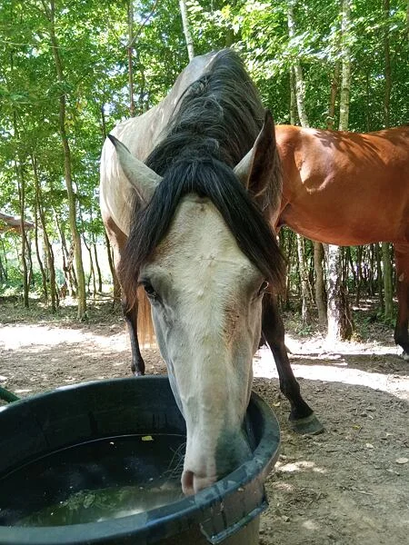 Kůň pije vodu z misky venku mezi stromy.