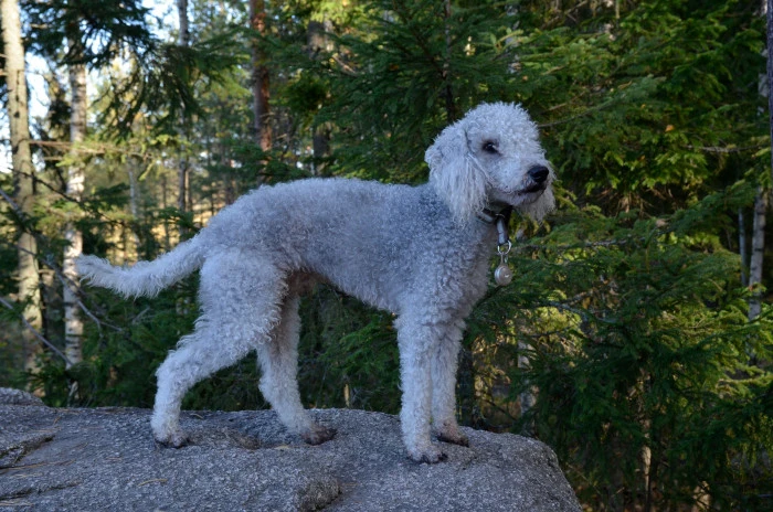 Bílý bedlington teriér stojí na skále v lese.