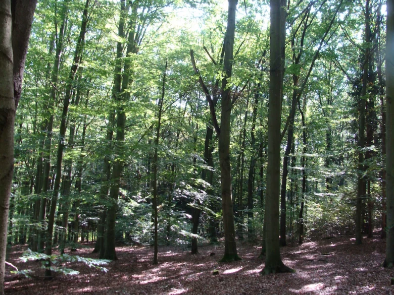 Lesní buk v zeleném lese s paprsky slunce.