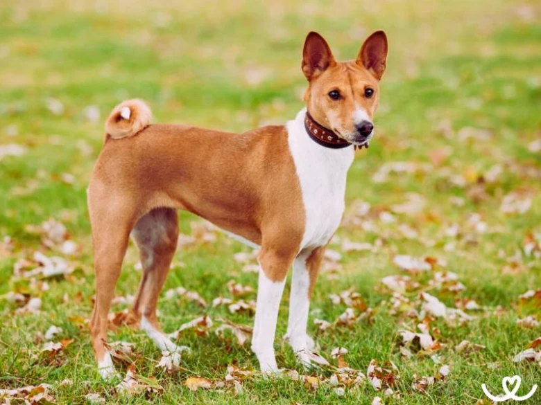 Basenji pes stojí na trávníku mezi podzimními listím.