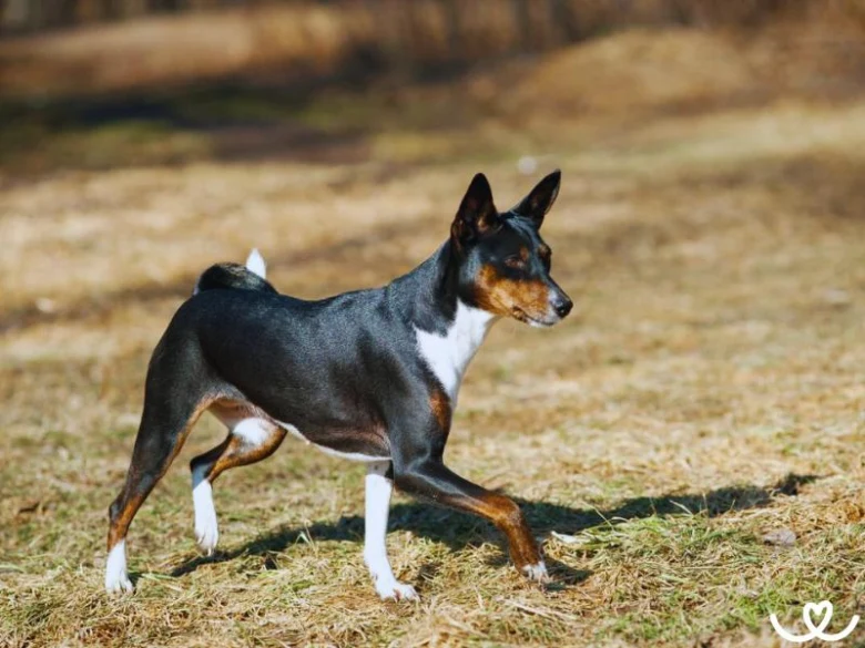Basenji pes běží po trávě venku na slunci.
