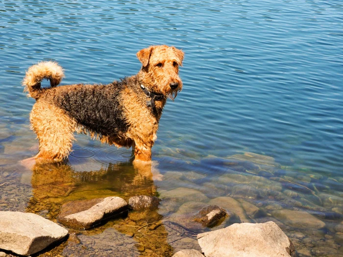 Airedale teriér stojí v čisté vodě u břehu.
